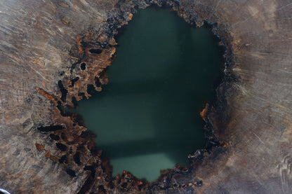 Spalted Sugar Maple Crosscut with Epoxy Pool on Burl Stump Base